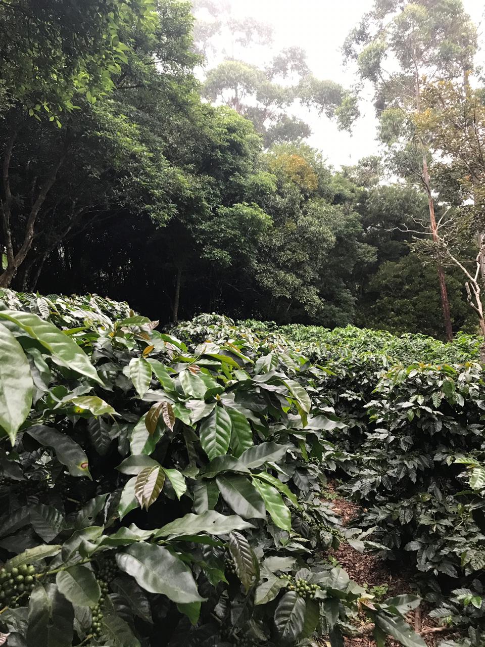 Café Carmen y Café  Banjay desde Naranjo, Alajuela, Costa Rica para Hungría